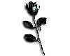 Black Roses