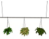 ~SL~ ONE Hanging Plants