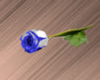 White Blue Small  Rose