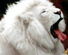 white lion poof