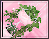   hanging plants /pink