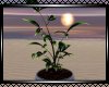 **Beautiful Plant