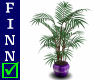 Willow plant Purple pot