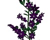 Vine Flowers Purple