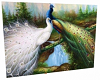 Peacock Background n/pos