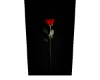 A rose in the dark