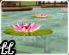 [LL]AsianWaterLilies