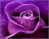 T4} PIC rose/purple