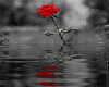Rose on the water
