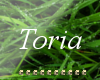 LIFE OF TORIA STORY