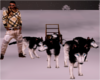 Husky SLed Dog Team