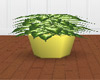 Lg Plant in Yellow Pot