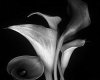 black & white lily's