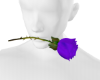 Unisex Purple Rose