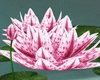 Zen Water Lilies