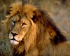  African Lion Picture