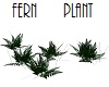 Fern plant forest