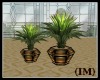 (IM) Meadowbrook Plants