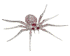 Anim. Jewelled Spider 2