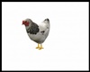 ♠A♠ Farm Chicken