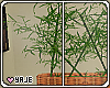 Bamboo | Plant