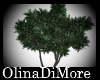 (OD) Mooria tree bush