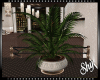 !1S  Big Potted Plant