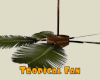 *Tropical Fan