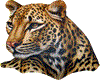 Island Katze
