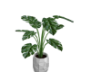 Minimalist plant