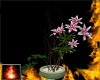 HF Lotus Potted Flower