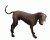 Y*Dog Labrador