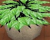 (S)Green leaf plant