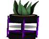 [BR] Purple Aloe