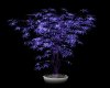!K61! Purple Glow Plant