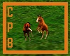 {CPB} Foals At Play