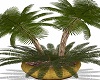 Bronze Potted DatePalm