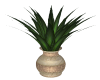 New Year's Plant