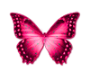 Butterfly 003