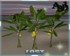 A3D* Tree Banana