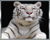 J*White Tiger Pet*