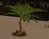 (SS)Tahitian Cuddle Tree