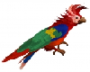 Red Cockatoo BiRd Parrot