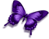 violet butterfly L