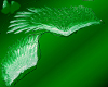 green and white wings
