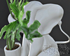 Philodendron  Planter