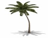 Animated Coconut Palm