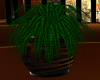 (SL)Mockasten Fern plant