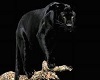 Panther 3