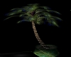 GR~ Cass Palm Tree I